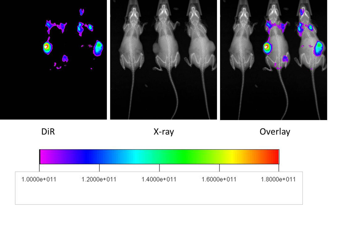 Example of x-ray and near-infrared images of mouse to monitor distribution 48 hours after injection