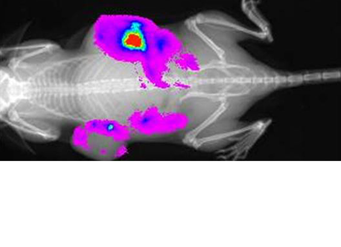 Example of an x-ray image over-layed with luminescent signal localized to tumor xenografts